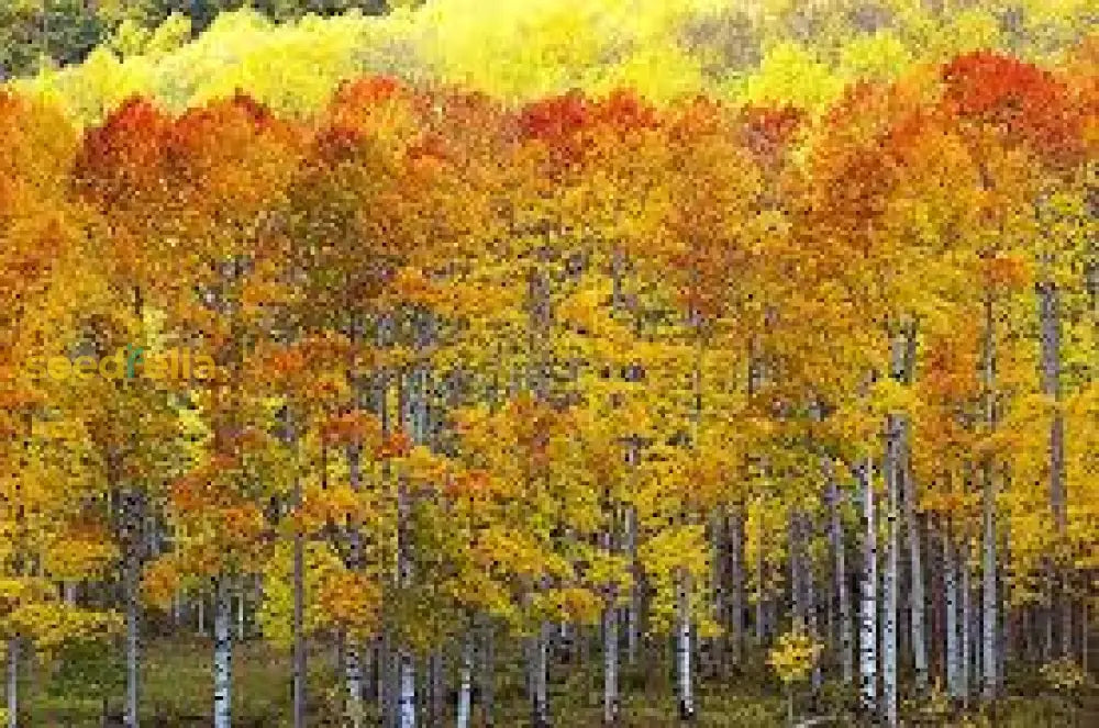 Quaking Aspen Tree Seeds For Planting  Grow Beautiful Trees Plant Seeds