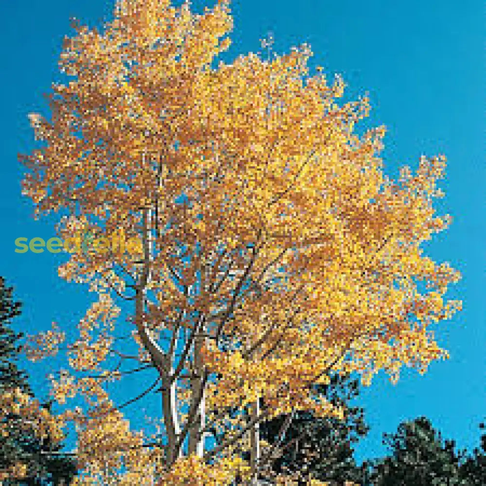 Quaking Aspen Tree Seeds For Planting  Grow Beautiful Trees Plant Seeds