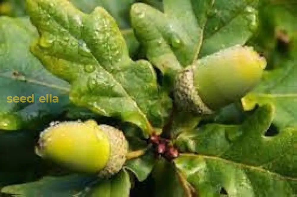 Quercus Tree Seeds - Ideal For Planting Majestic Oaks Plant Seeds