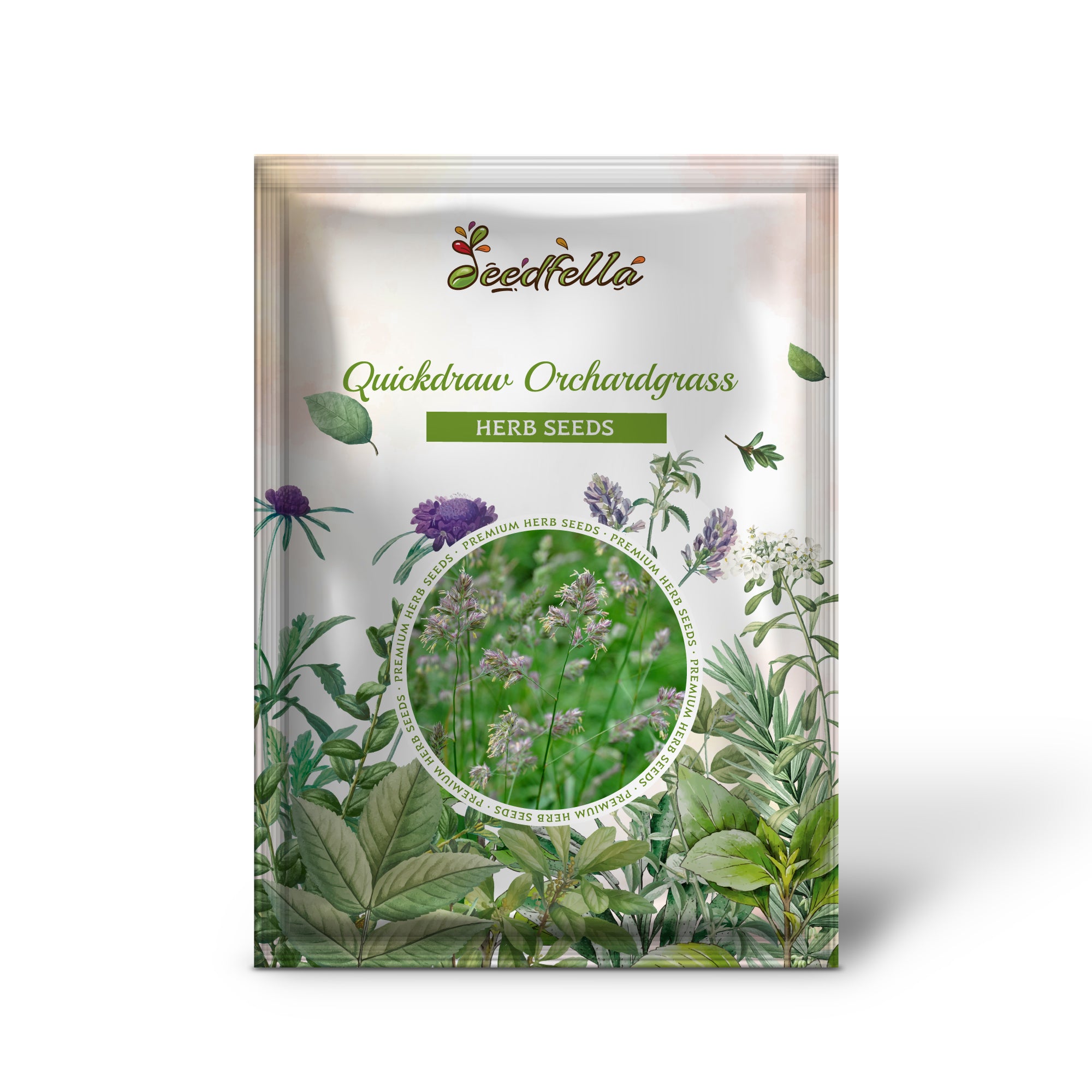 Close-up of Quickdraw Orchardgrass bunchgrass in growth