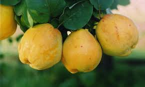 Quince tree growing from yellow Cydonia Pome seeds