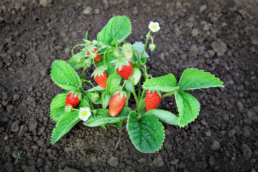 Rügen Strawberry Seeds Fragaria vesca everbearing alpine variety