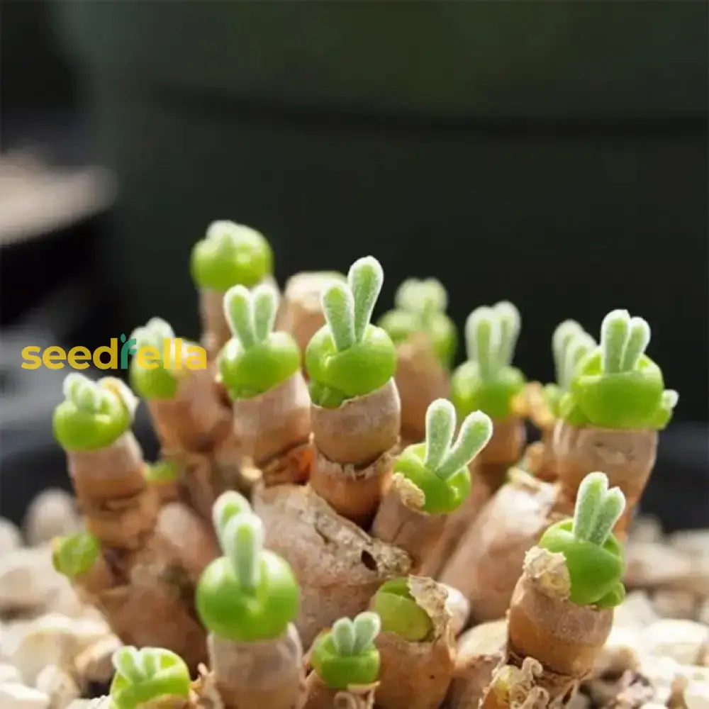 Rabbit Ears Succulent Seeds For Easy Planting Plant Seeds