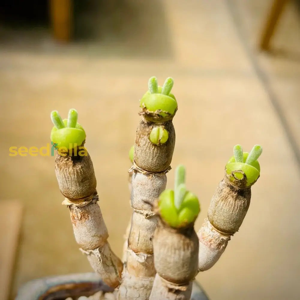 Rabbit Ears Succulent Seeds For Easy Planting Plant Seeds