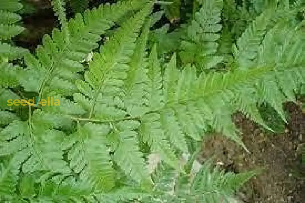 Rabbitâ€™s Foot Fern Seeds  Davallia Denticulata For Easy Planting Plant Seeds