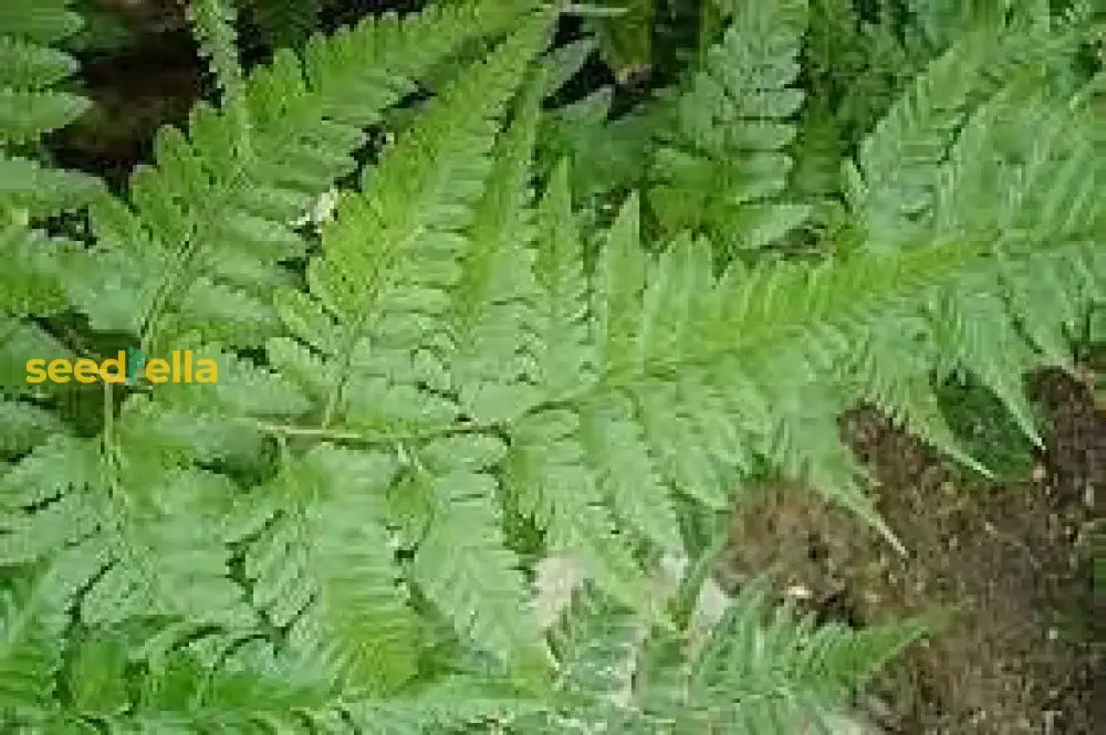 Rabbitâ€™s Foot Fern Seeds  Davallia Denticulata For Easy Planting Plant Seeds