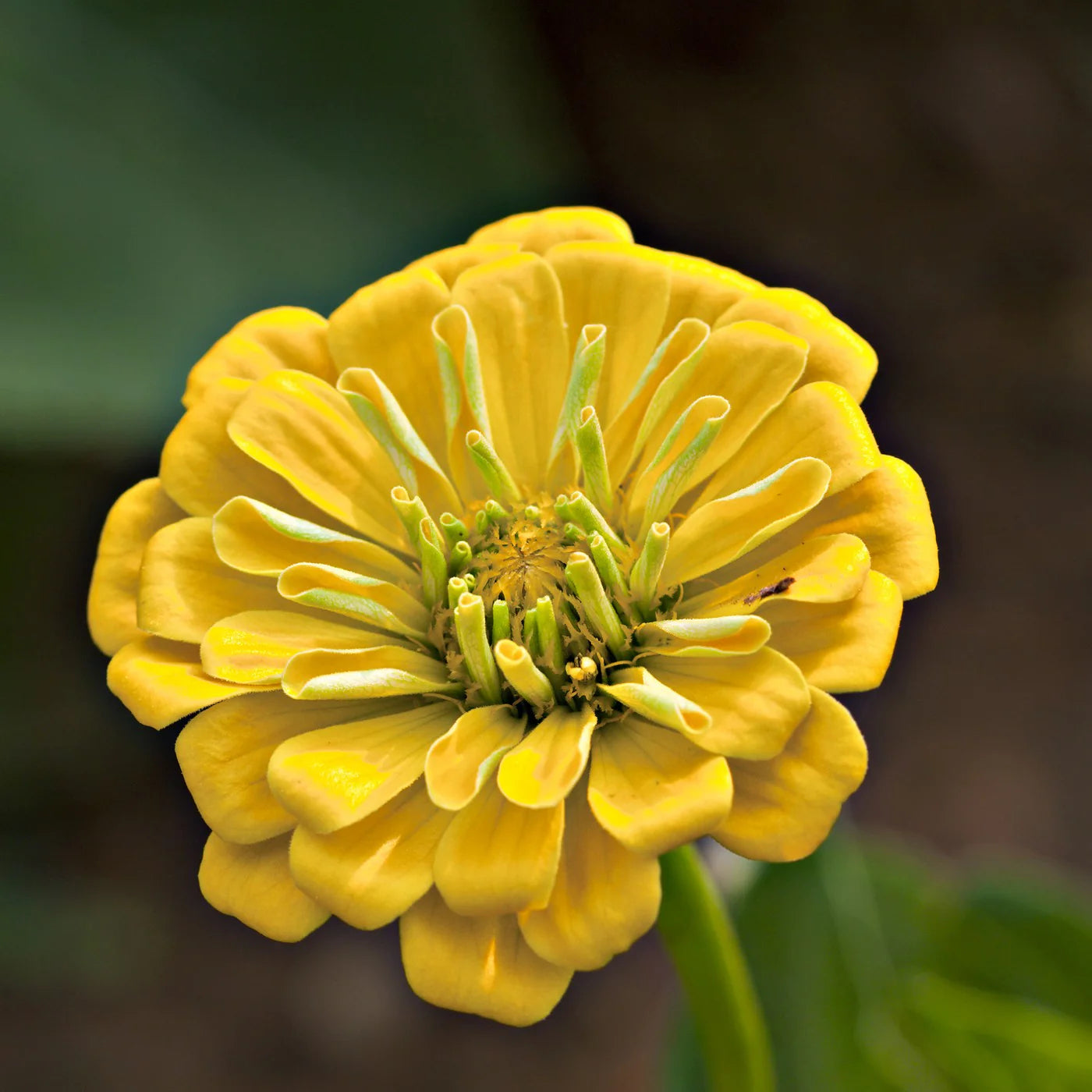 Radiant Yellow Zinnia Flower Seeds for Garden Planting
