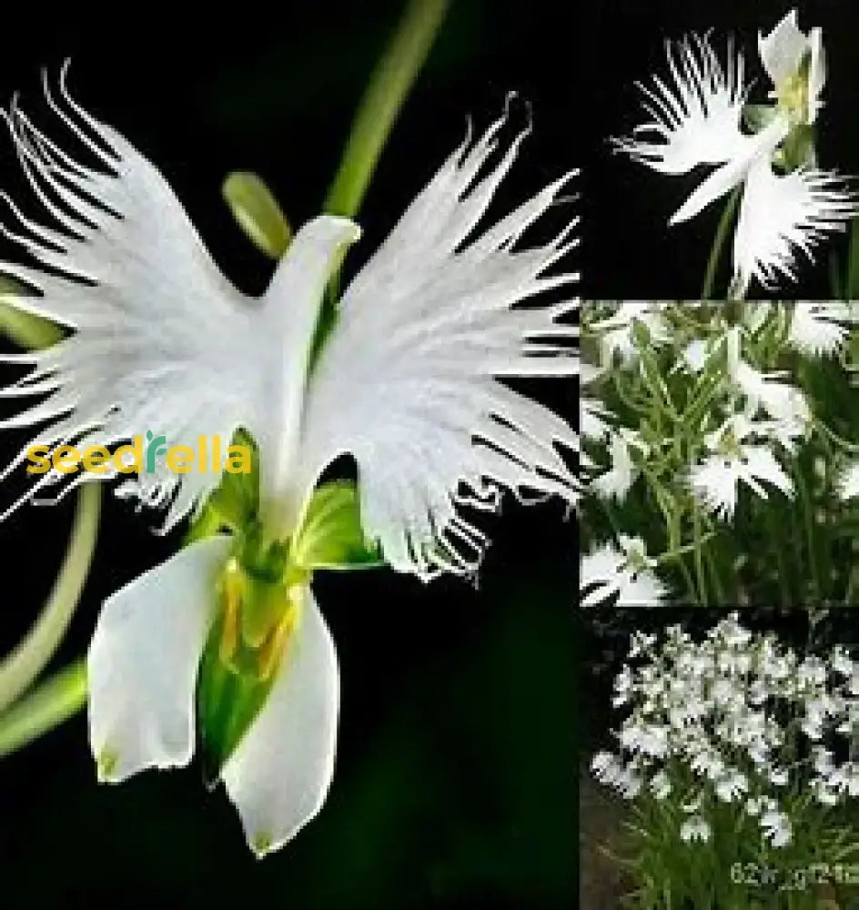 Radiata Flower Seeds For Planting