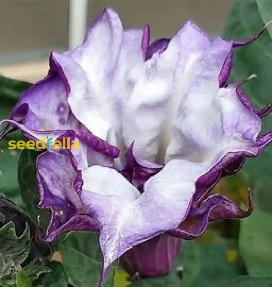 Radiata Flower Seeds For Planting