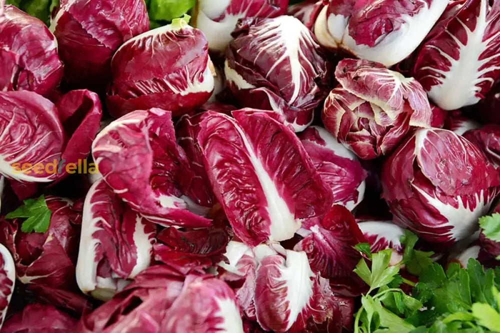 Radicchio plants in a garden bed