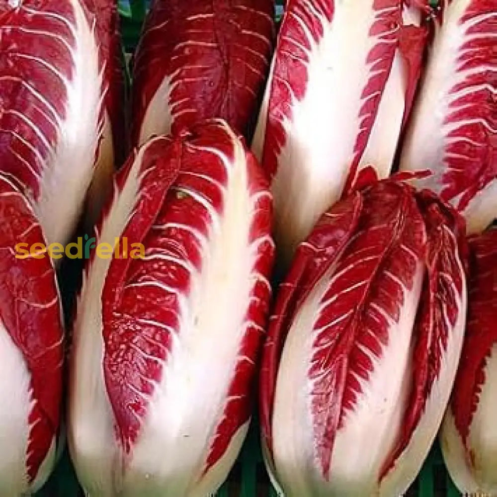 Radicchio plants in garden bed