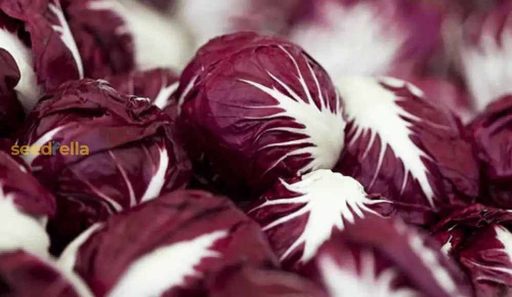 Radicchio Seeds For Easy Planting Vegetable Seeds