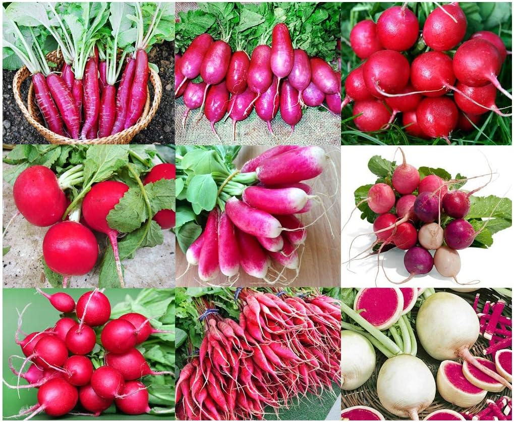 Step-by-step guide for growing radish seedlings