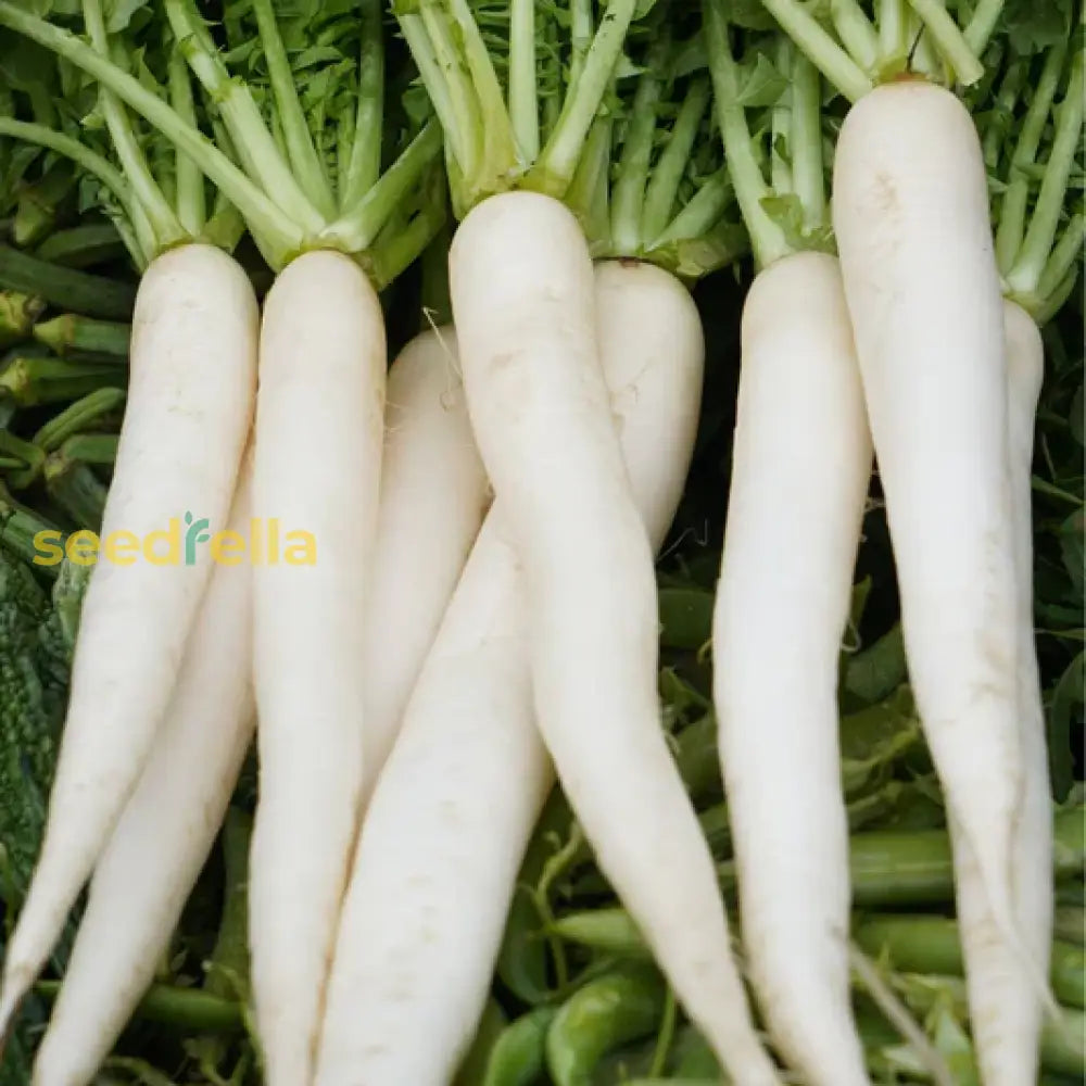 Radish seeds for planting in home vegetable gardens