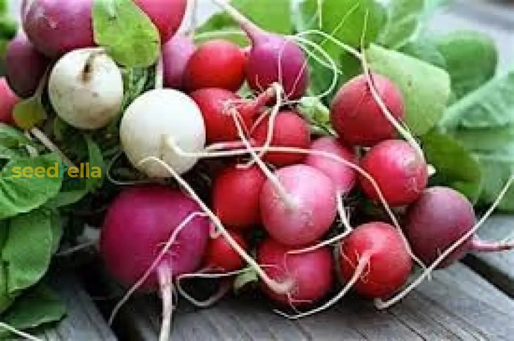 Radish Vegetable Seeds For Home Planting Seeds