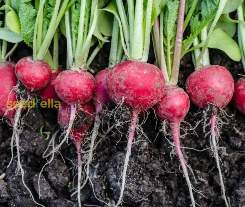 Radish Vegetable Seeds For Home Planting Seeds