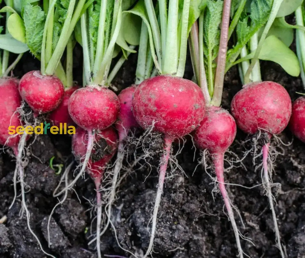 Radish Vegetable Seeds For Home Planting Seeds