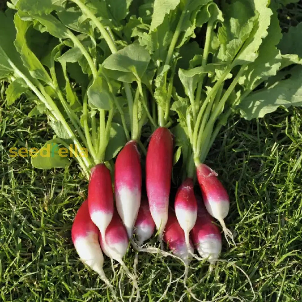 Non GMO radish vegetable seeds for gardeners
