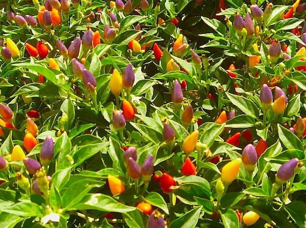 Rainbow Bell Pepper seeds for home gardens