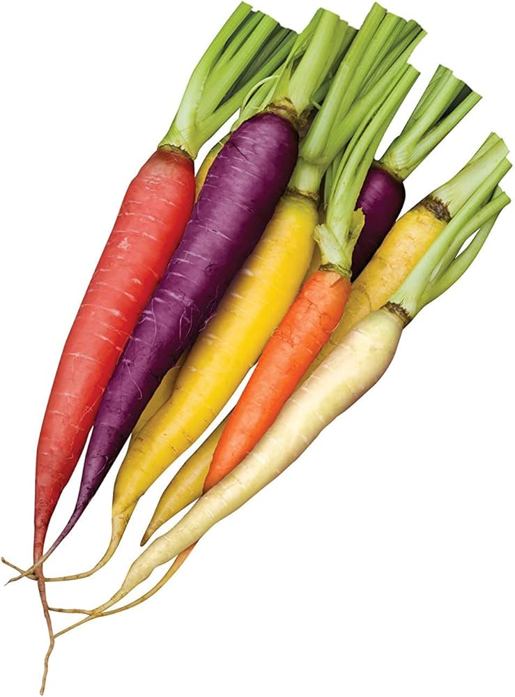Mature Rainbow Carrot plants in garden or raised bed