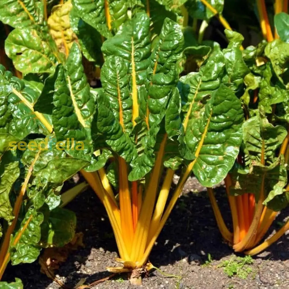 Rainbow Chard plants growing in home garden