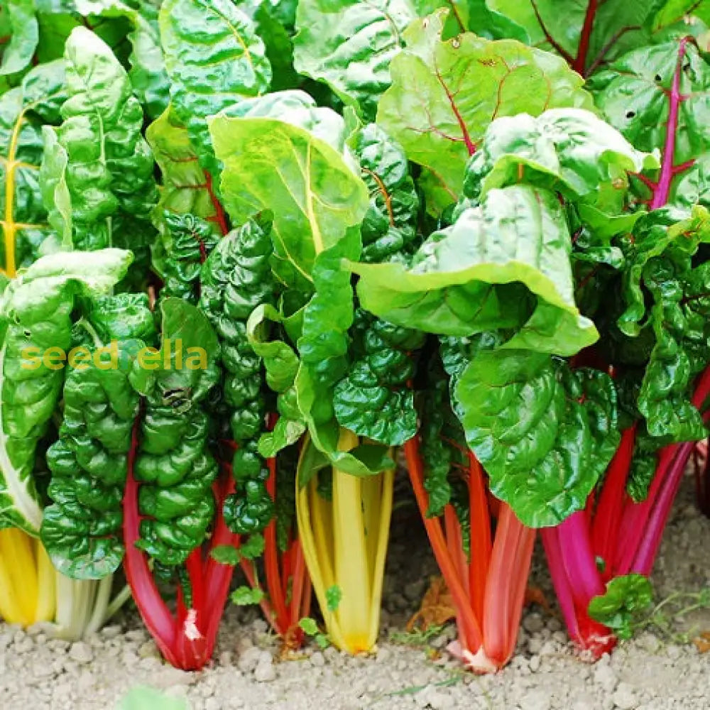 Rainbow Chard Vegetable Seeds For Easy Planting Seeds