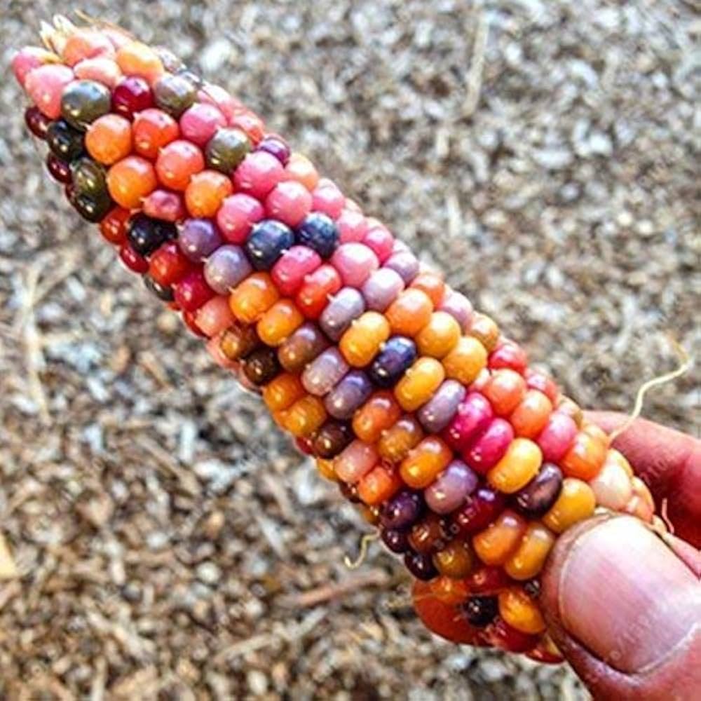 Rainbow corn seeds colorful kernels for planting
