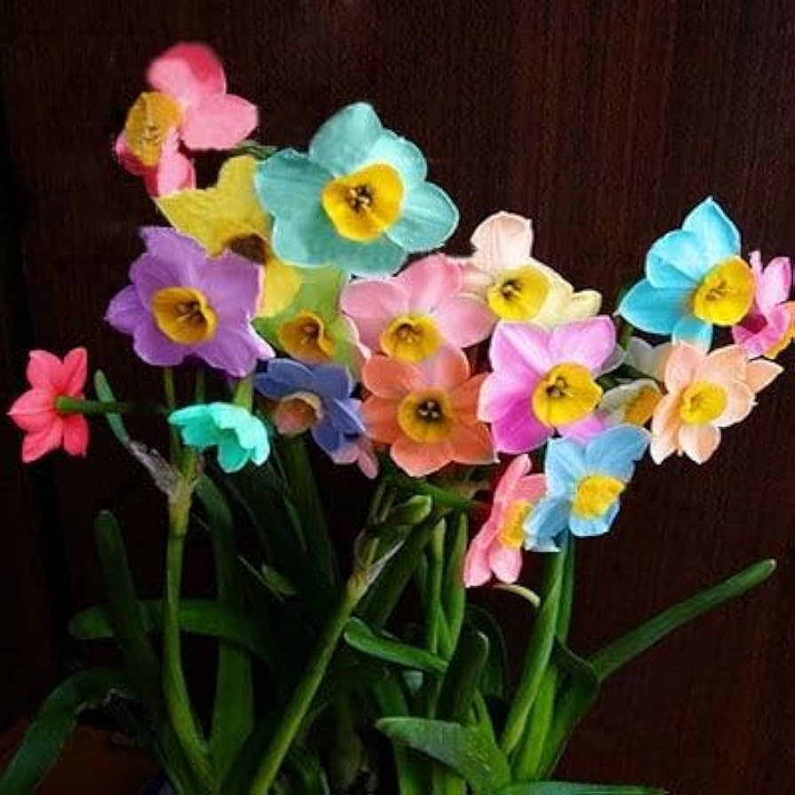 Rainbow Daffodil Flower Seeds for Easy Planting