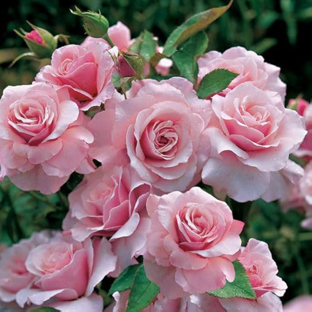 Rainbow Potted Rose Flower Seeds in Pale Pink for Colorful Environments