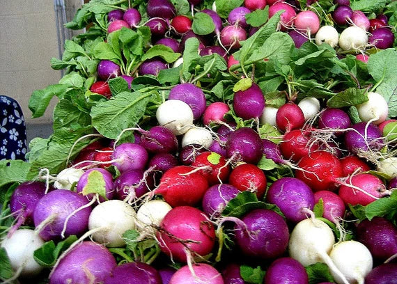 Planting guide for rainbow radish seeds