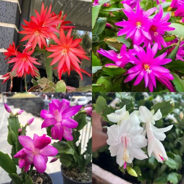 Rainbow Schlumbergera Zygocactus Seeds for Planting