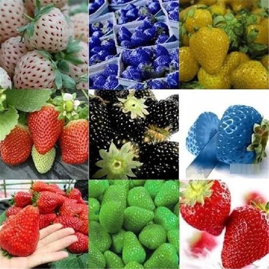 Rainbow strawberry seeds for planting colorful berries