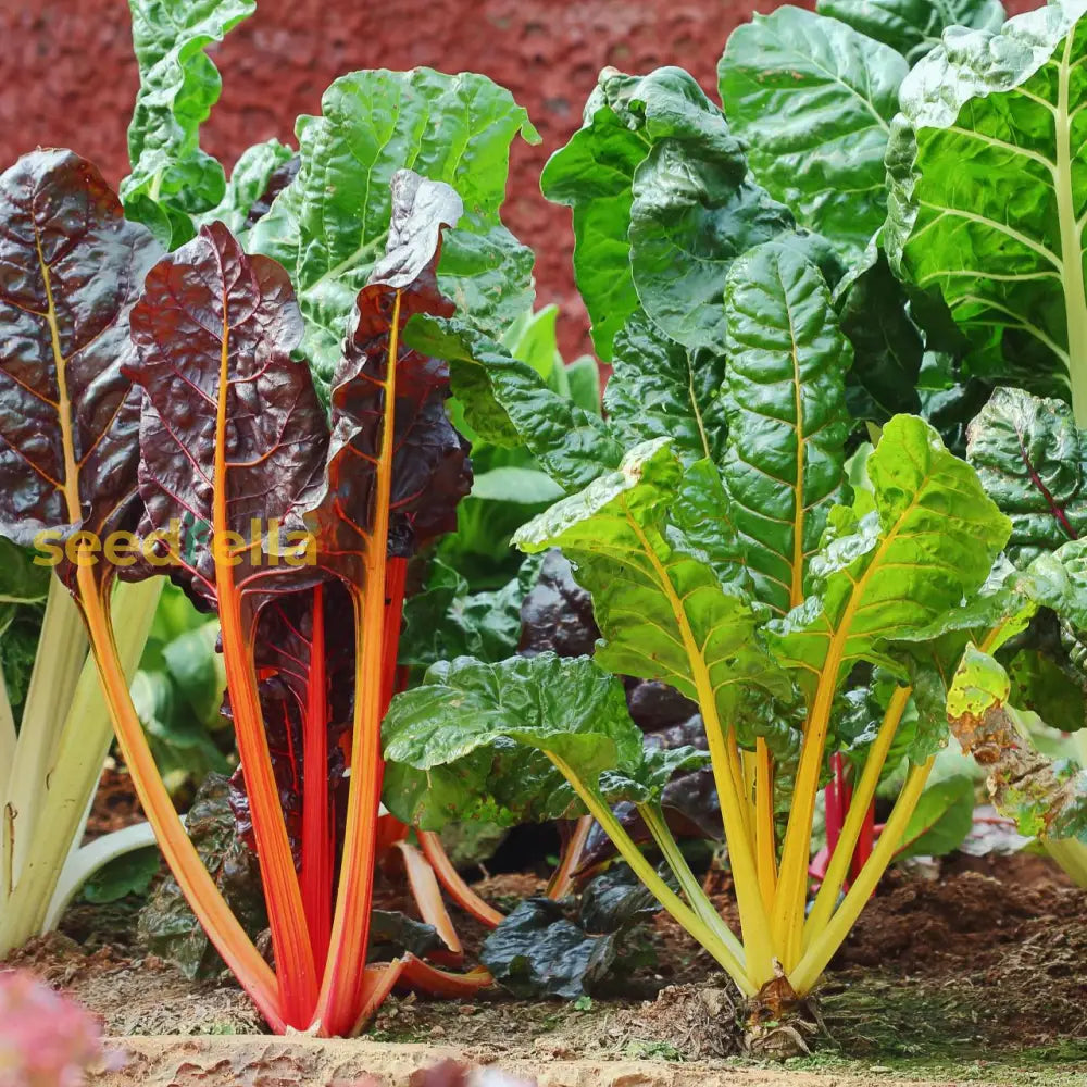 Rainbow Swiss Chard plants growing in a garden