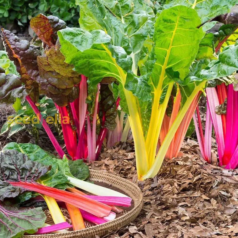 Rainbow Swiss Chard Seeds For Planting Vegetable Seeds