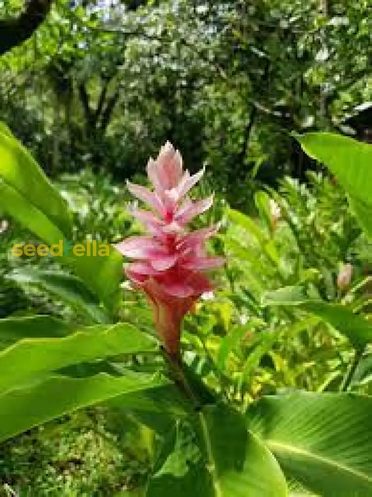 Rainbow Torch Ginger Planting Seeds For Vibrant Blooms Flower