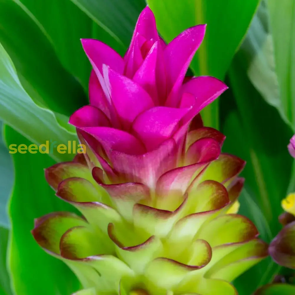 Rainbow Torch Ginger Planting Seeds For Vibrant Blooms Flower