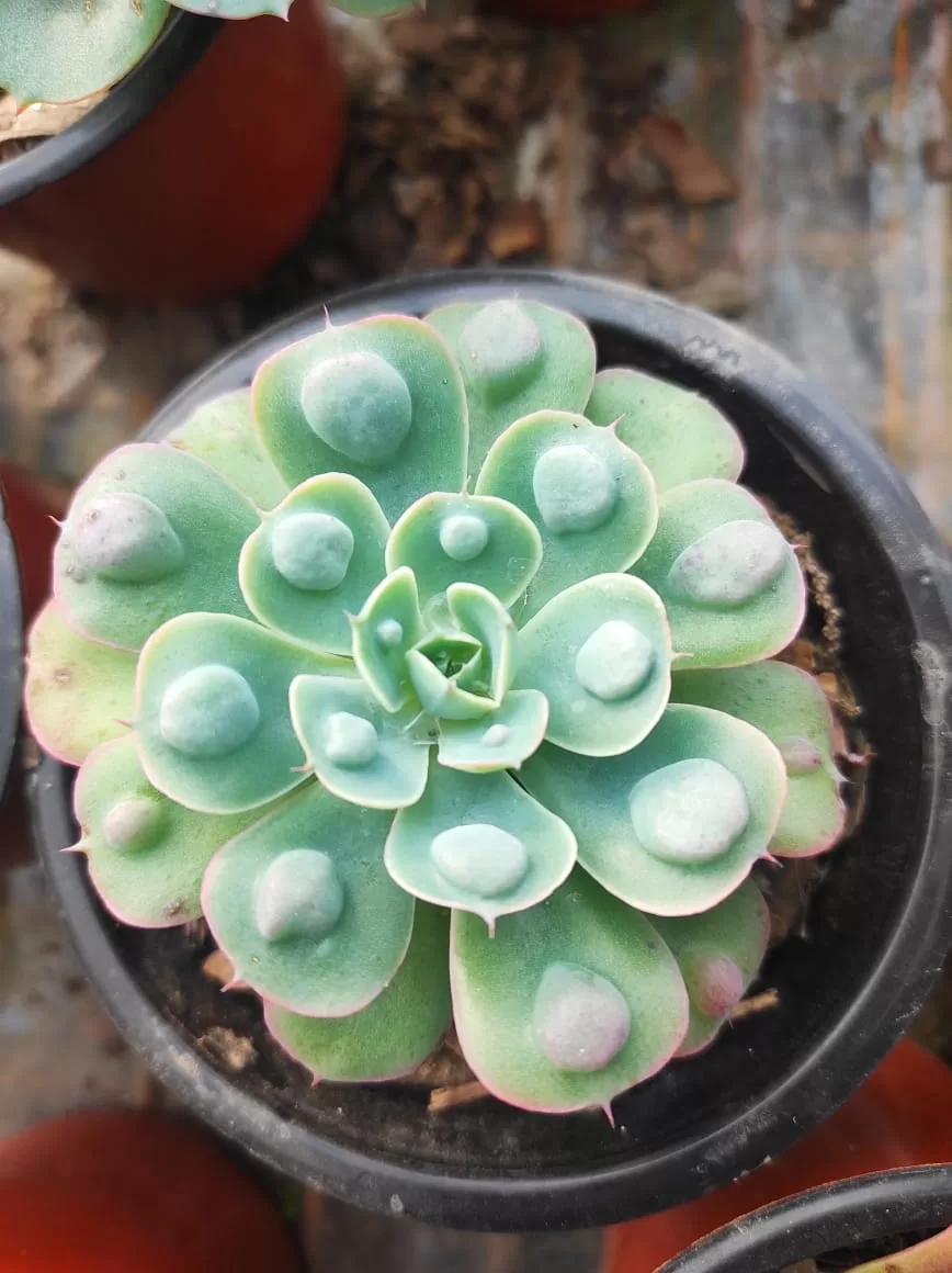 Echeveria Raindrops Seeds - Plant For Stunning Succulent Beauty Seed