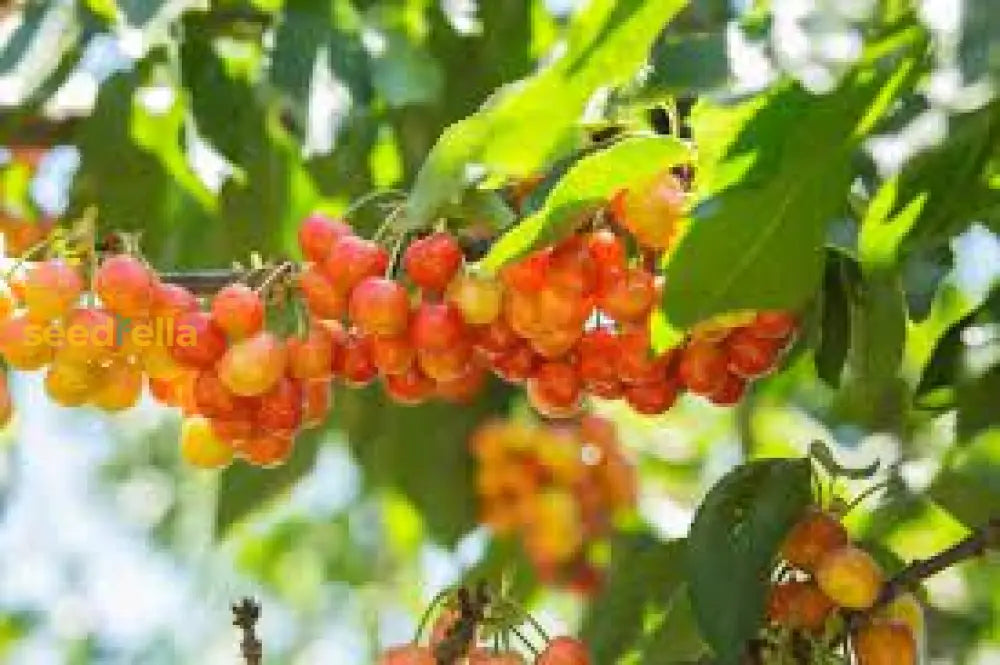 Rainier Sweet Cherry Seeds For Planting  Grow Your Own Fruit