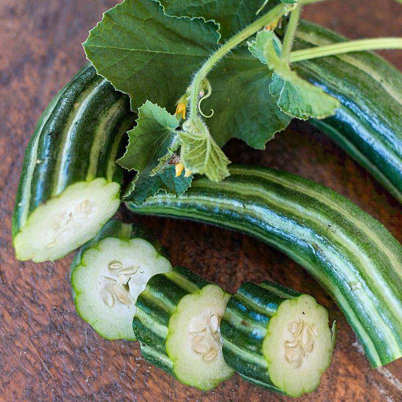 Armenian cucumbers growing in raised bed