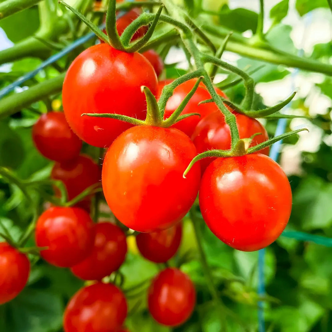 German Tomatoes growing in raised bed