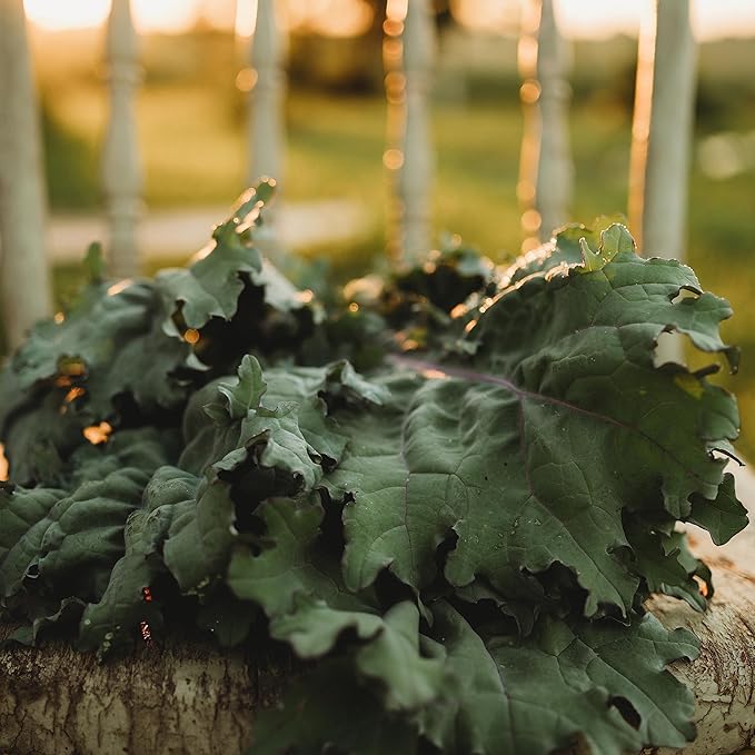 Kale leaves in raised bed garden
