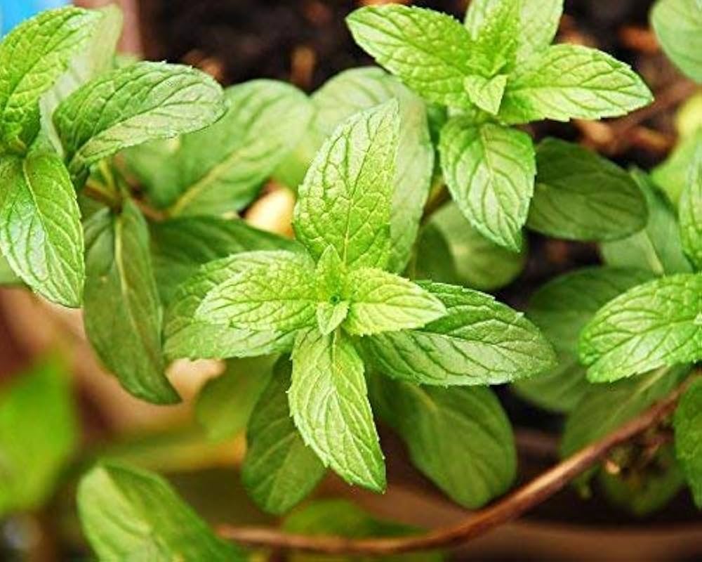 Peppermint plants in raised bed