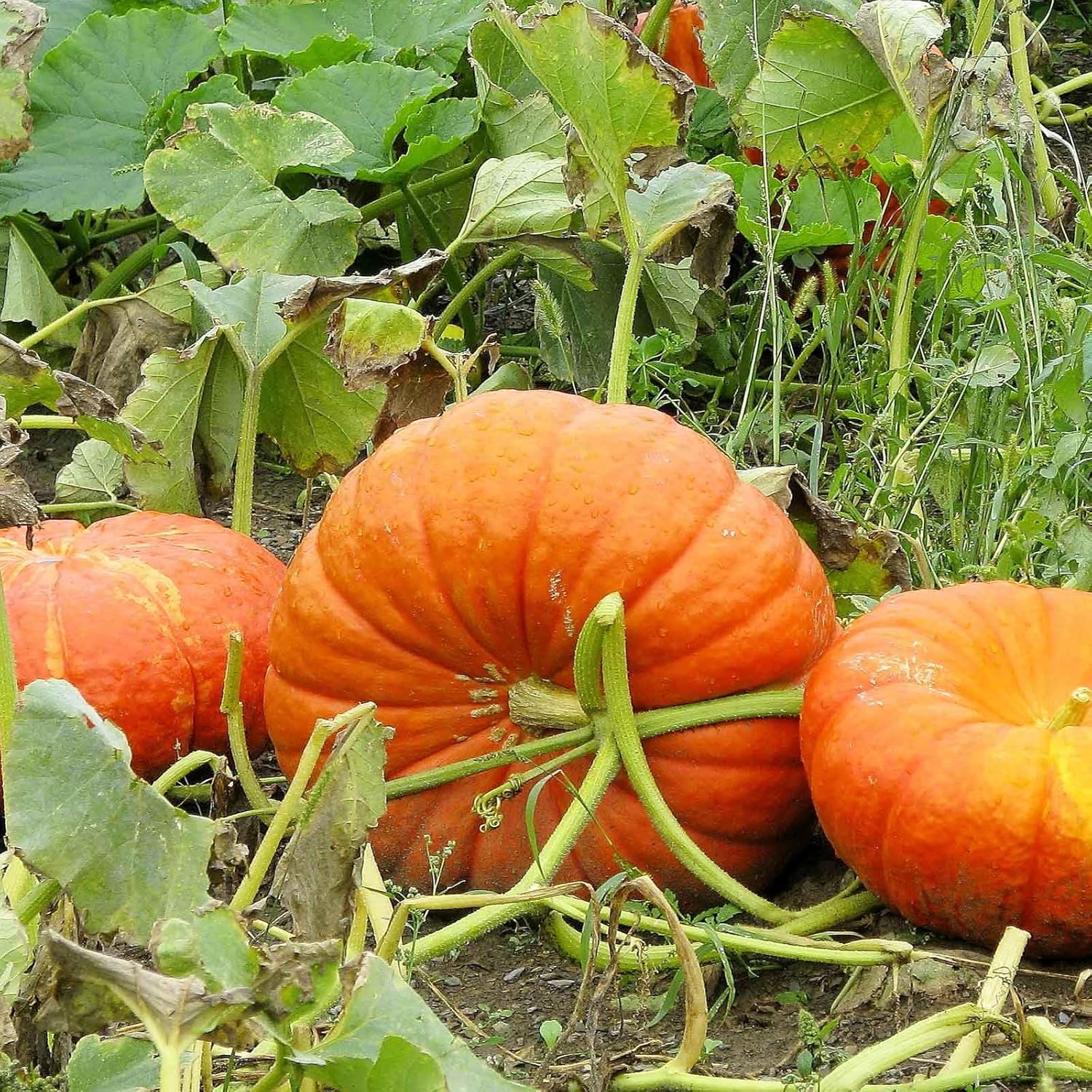Pumpkins growing in raised bed