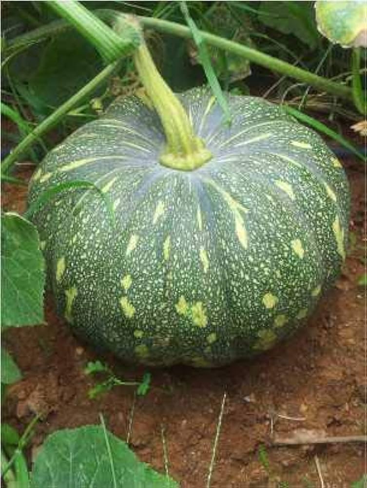 Rican Pumpkins growing in raised bed
