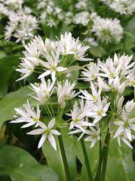 Broad Green Aromatic Leaves of Ramsons Wild Bear Garlic