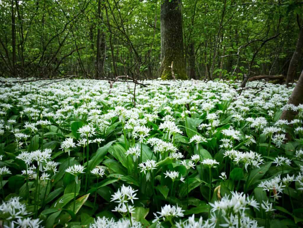 Ramsons Allium Ursinum Seedlings Sprouting in Garden Pots