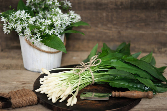 Ramsons Seeds Allium Ursinum Wild Bear Garlic White Flowers