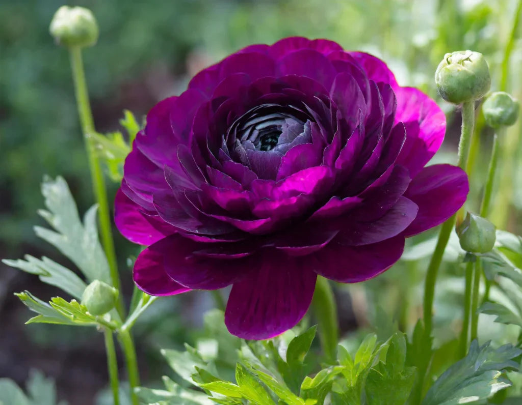 Violet Ranunculus Flower seeds for Planting Drought Tolerant Heirloom & GMO Free Seeds for Home Garden 
 
 Sale for planting in home garden