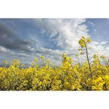 Young Essex Rape Seedlings Growing in Sunlight