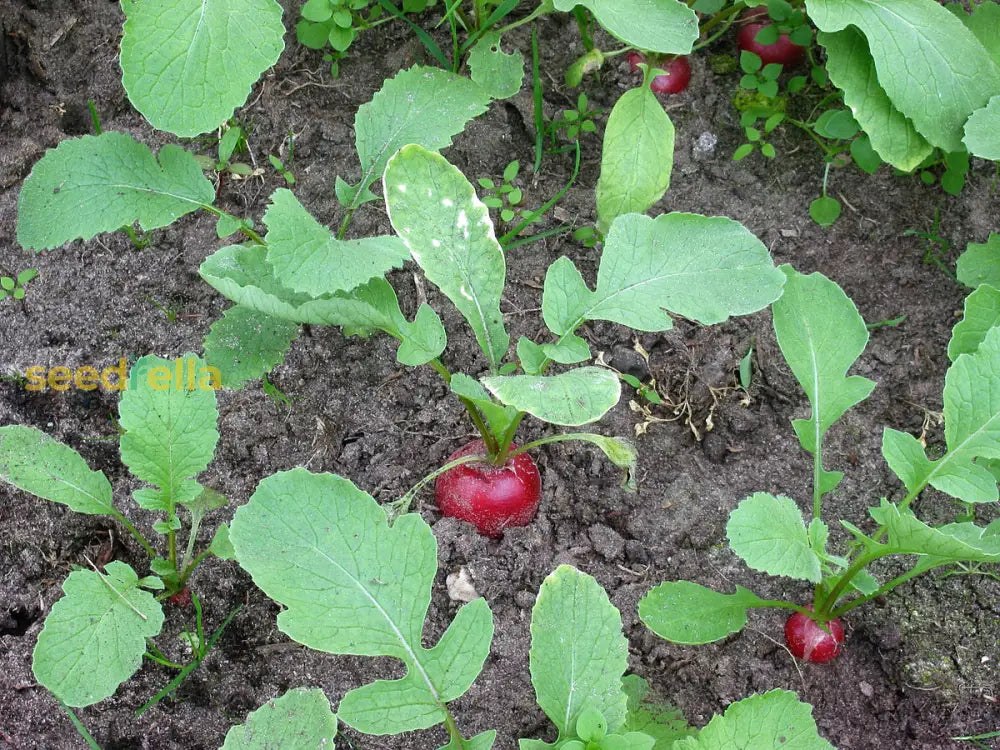 Raphanus Sativus Seeds For Vegetable Planting Seeds